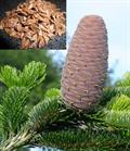 Nordmann fir